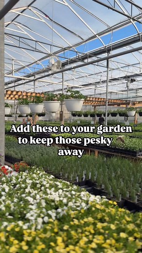Want a natural way to keep mosquitoes away? Plant these power herbs! These aromatic herbs don’t just smell amazing—they also help repel mosquitoes thanks to their essential oils. Top mosquito-repelling herbs: • Lemongrass – Contains citronella; great in pots near doors and patios • Rosemary – Toss sprigs on the BBQ to release insect-repelling smoke • Basil – Especially lemon and cinnamon varieties • Mint – Strong scent confuses and repels bugs (plant in pots to contain it!) • Lavender – Fragrant