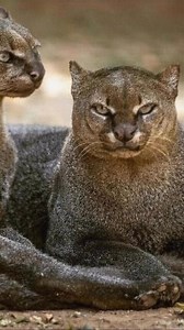 Is it a cat? A weasel? A strange hybrid of both? Meet the jaguarundi, a truly unique wild feline found in Central and South America. With a long, sleek body and curious expression, this elusive hunter is built for stealth, not show. #wildcats #jaguarundi | Discvr Blog