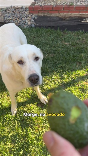 Living with an avocado tree means a fresh supply drops into the yard every single day, and these two treat it like their personal snack bar. I confiscate one, Marge already has the next one picked out. @Cookie The Sneasel runs backup. 🥑 #largemarge #livestockguardiandog #giantdog #alabai #naughtydog