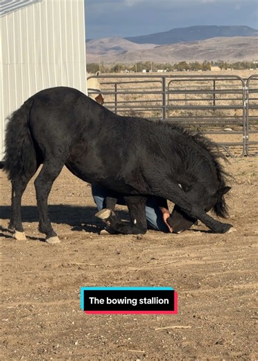 First time for everything 🔥 #blackcowboy #blackstallion #fyp #fyf #horseoftiktok