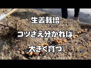 Ginger cultivation: The beginning is crucial! From splitting the ginger seed to planting [Farmer'...