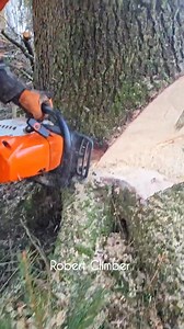 Perfect Example of How to cut down a tree | World Knowledge