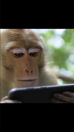 Monkey Reaction! Monkey Plays with a Smartphone… and Goes Crazy! 🐒📱😂 | Beastro Shorts