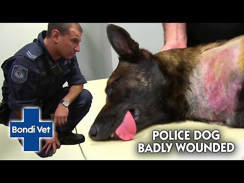 Vet Finds TERRIFYING WOUND on Police Dog! | Bondi Vet
