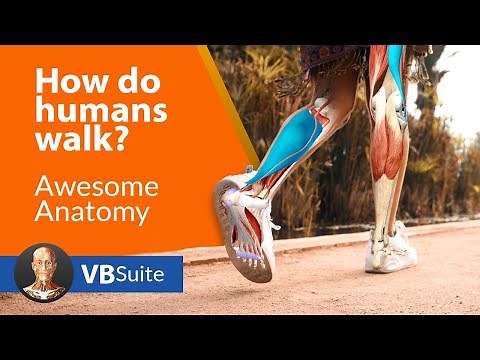 How do humans walk?