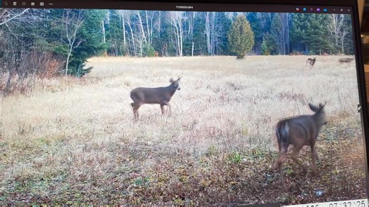 Del Harrington on Reels