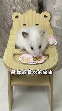 鼠條的喫播第154天 #倉鼠熊日常 #喫貨倉鼠 #養倉鼠好物推薦 #倉鼠飼養指南 #鼠鼠
