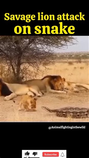 Python attacks lion cub. #wildlife #wildanimals #animalfight