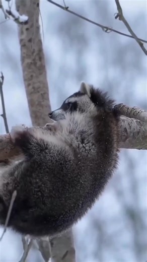 Helping a wild raccoon survive the winter season generally involves ensuring it has access to shelter and food sources while maintaining a safe distance and respecting its wild nature. Raccoons don't truly hibernate; instead, they enter a state called torpor during the coldest weather, sleeping for days or weeks at a time and relying on fat reserves. Here are key ways to help raccoons in winter, focusing on non-intervention for healthy wild animals: 🏡 Provide Shelter Raccoons seek warm, dry, an