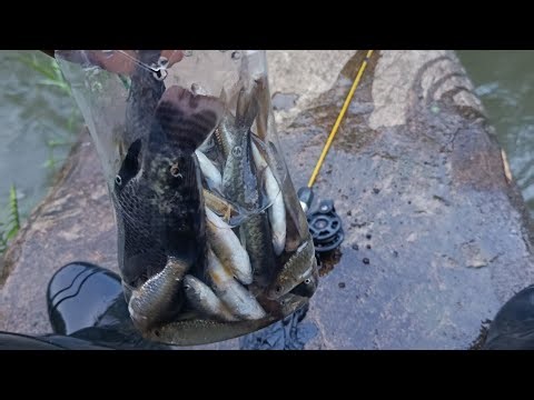 Umpan Tergacor gacor Hari ini #mancing wader #mancing #mancingmania #fishing