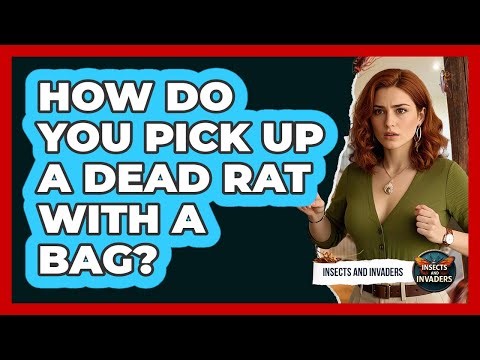 How Do You Pick Up A Dead Rat With A Bag?