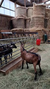 Au tour des chevrettes d'avoir leur amoureux 💕♥️🐐💕♥️ | La Cabriole