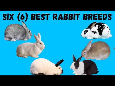 Six (6) best rabbit breeds