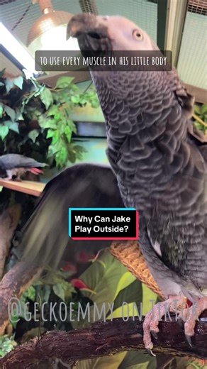 Training Jake the African Grey Parrot for Flight