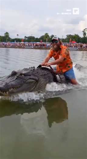 Florida Man Races a Gator in Epic River Challenge, Crowd Goes Wild!🌊🌅 #GatorRace #EpicStunts #short