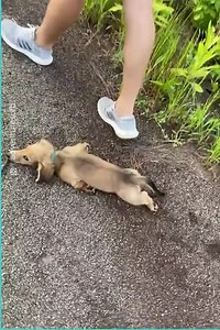 These Are The Laziest Dogs In The World | Pet World