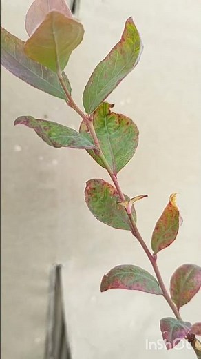ブルーベリーの葉の病気には、斑点病（褐色の斑点）やうどんこ病（白いカビ）など、様々な種類があります。多くは真菌（カビ）が原因ですが、ウイルスや生理障害の場合もあります。