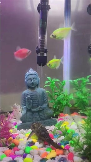 Joyful Fish Playing in Water – So Relaxing 🐟🌊”FishShorts #CuteFish #AquariumWorld #NatureLovers