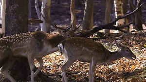 White Tailed Deer Mating Call Doe Stock Footage Video (100% Royalty-free) 3764527373 | Shutterstock