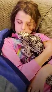 3.1M views · 63K reactions | Lizard who loves cuddling with his favorite girl insists on always being the little spoon | The Dodo | Facebook
