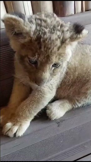 🦁✨ Amazing Lion Transformation | King of the Jungle 👑🔥