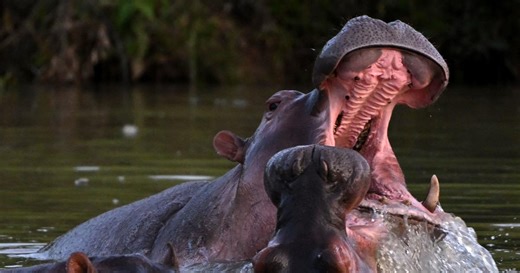 Colombia's hippo population problems