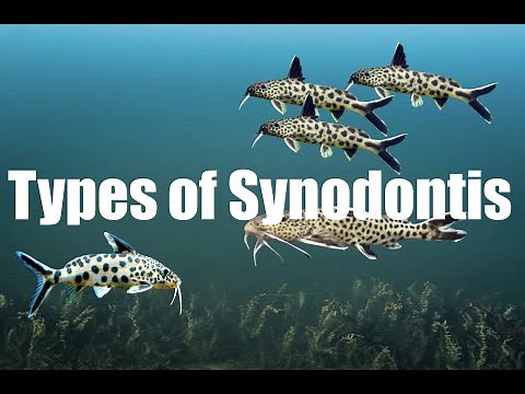 Synodontis Catfish Identification