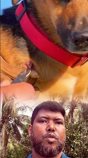 🩺 Removing a Botfly Larva from a Dog: Is This the Right Way?