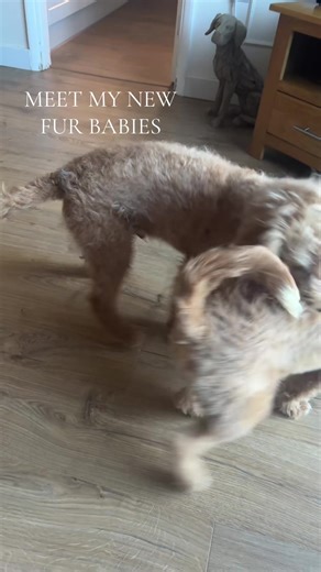 Additions to the family Dolly and Charlie #labradoodle #newpets #furbabies #puppylove