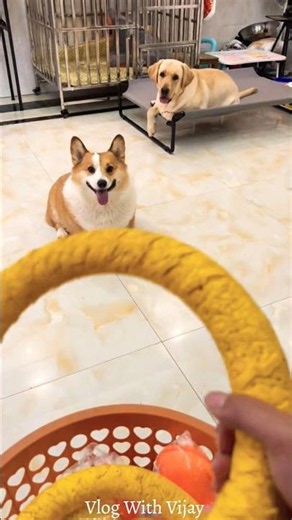 Corgi vs. Lab: Who's the Ring Toss Champion? 🏆 #shorts #dog #usa