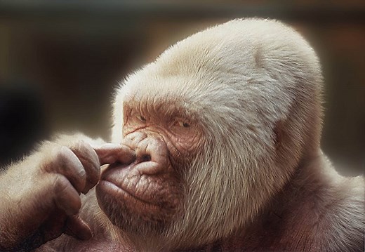 Meet Snowflake, the Only Albino Gorilla on Earth