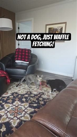 Waffle, the fetching cat... Sometimes. #meow #catlovers #pawsome