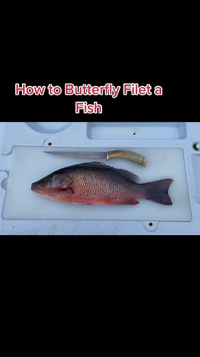 Bluefish Bill on YouTube on TikTok