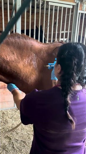 Horse IM injection administration- Vet Med