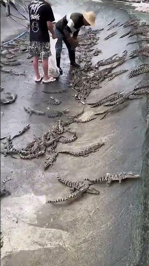 5 metres per second! This is the speed at which crocodiles can run #crocodile #animalcare #fishing