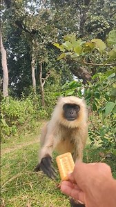 Wild Langur Monkey Gently Takes Biscuit from Hand | Amazing Bandar Video