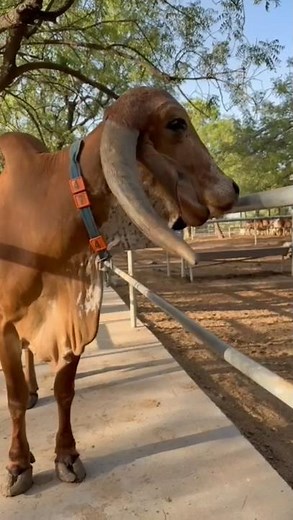 balagauri 256 - at madhvi dairy farm