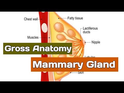 Anatomy of the Mammary Gland | Breast | Relation, Blood supply, lymphatic drainage | #AnatomyHub