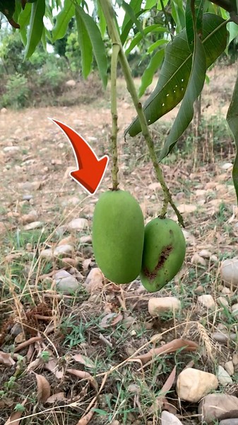 Mango Botle experiment