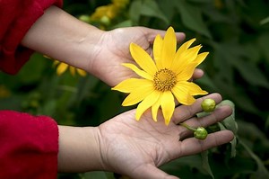 Mengenal Bagian-Bagian Bunga, Mulai dari Tangkai hingga Mahkota | Kids