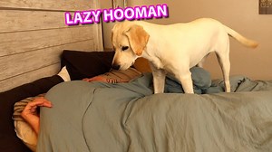 How My Labrador Puppy Wakes Me Up... | Life With Labradors