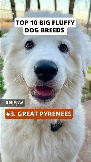 Top 10 Big Fluffy Dog Breeds | Giant & Family-Friendly Large Dogs You’ll Love | BigPawNation