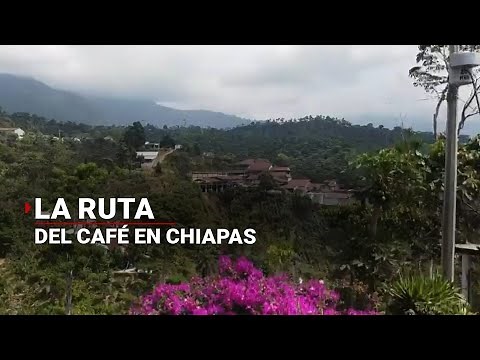 ¡Aroma y sabor! Así es la RUTA DEL CAFÉ en Chiapas ☕