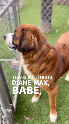 3.1K views · 128 reactions |  Available dogs that are good with...