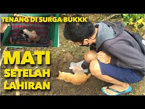 KISAH SEDIH INDUK KUCING MATI SETELAH MELAHIRKAN ANAKNYA