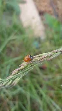 Accueillir les coccinelles #jardin