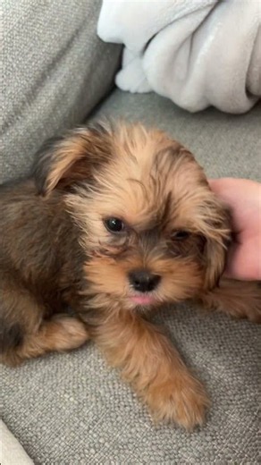 Gmmmmmmm day 7!!!! #puppylife #adorable #puppy
