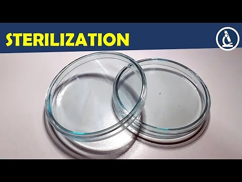 🔬 How to sterilize equipment such as petri dishes | Amateur Microscopy
