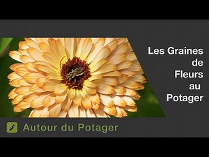 Les graines de fleurs du potager
