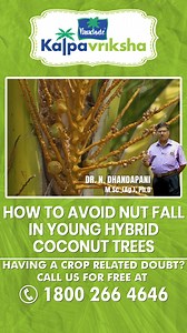 Nut fall in young hybrid coconut trees can be a significant problem, especially when it occurs before the nuts mature. Nutrient deficiencies, especially in potassium and boron, can lead to nut fall. Ensure proper and balanced fertilizer application. Having a crop related doubt? Call us for free at 1800-266-4646 (Kalpavriksha Kisan Helpline) & our team will help you out. #coconut #coconuttrees #coconuttree #watermanagemnt #water #coconutroots #coconuttreeroot #roots #farms #agriculture #farm #org